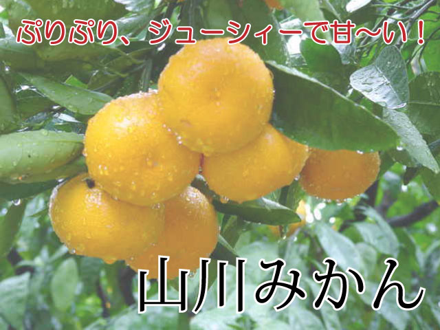 ��Ƿ����󡡥Х饨�ƥ����åȡܻ���ߤ���